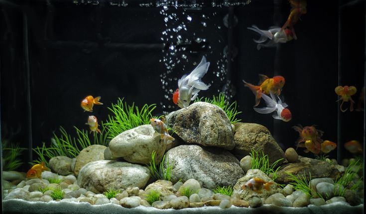 an aquarium filled with lots of different types of fish