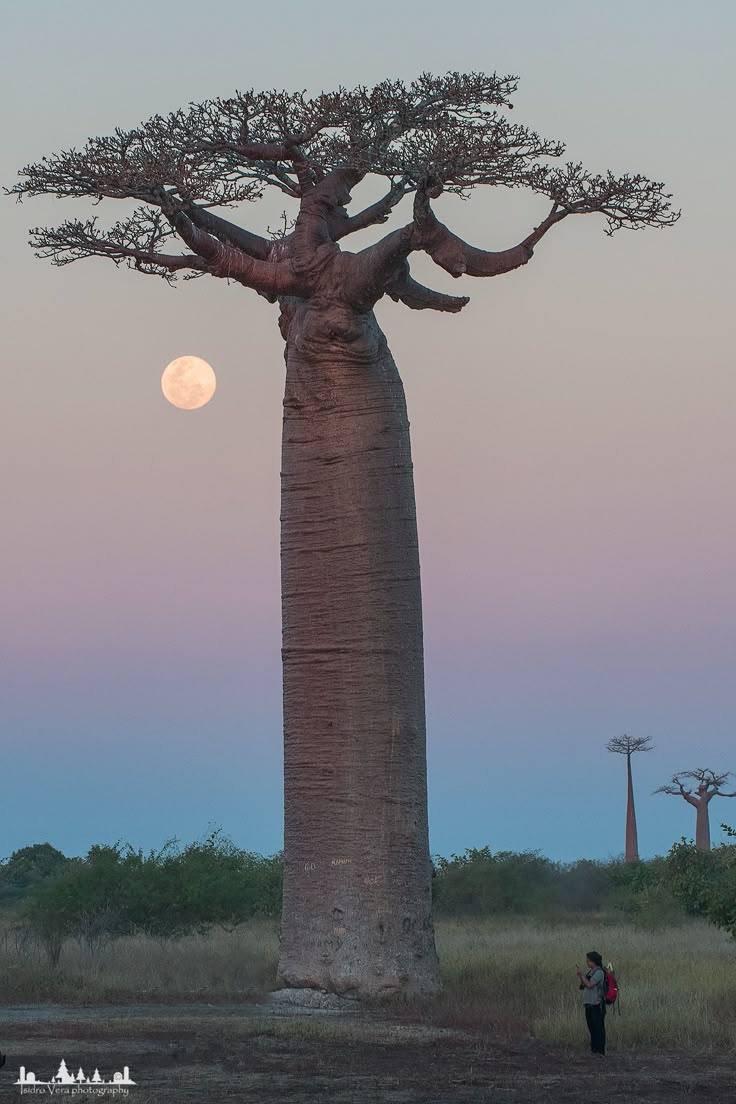 a person standing next to a tall tree with the moon in the background