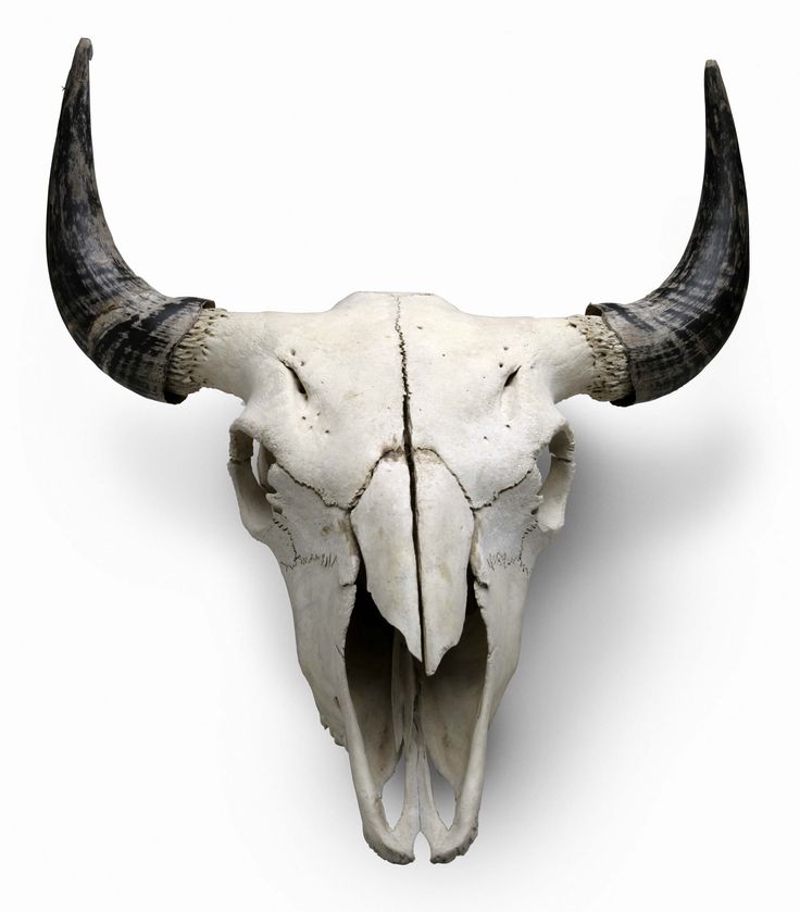 an animal's skull with long horns on a white background is seen in this image