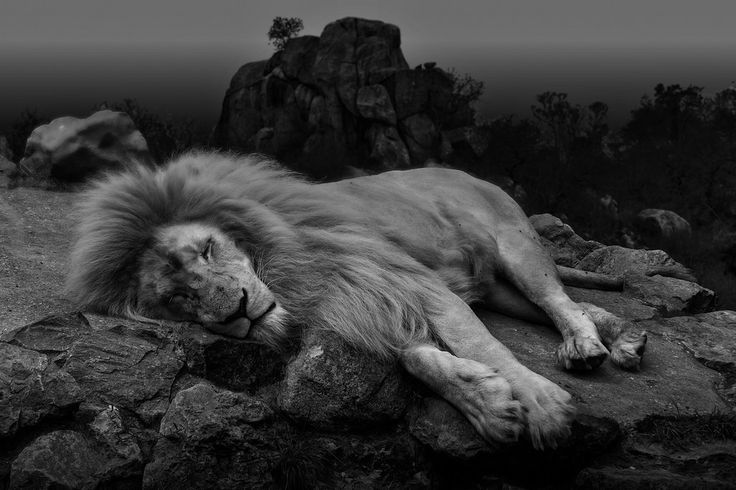 a black and white photo of a lion laying on rocks with its eyes closed while looking at the camera