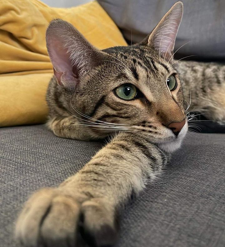 a close up of a cat laying on a couch