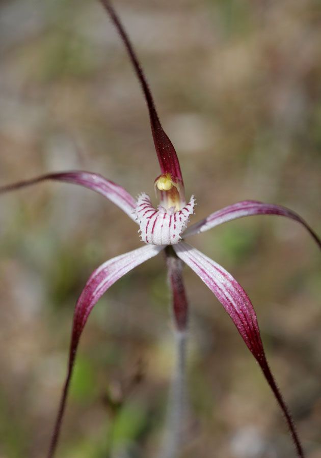 a flower with red and white stripes on it