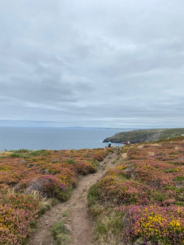 a path leading to the ocean with wildflowers on both sides and an overcast sky