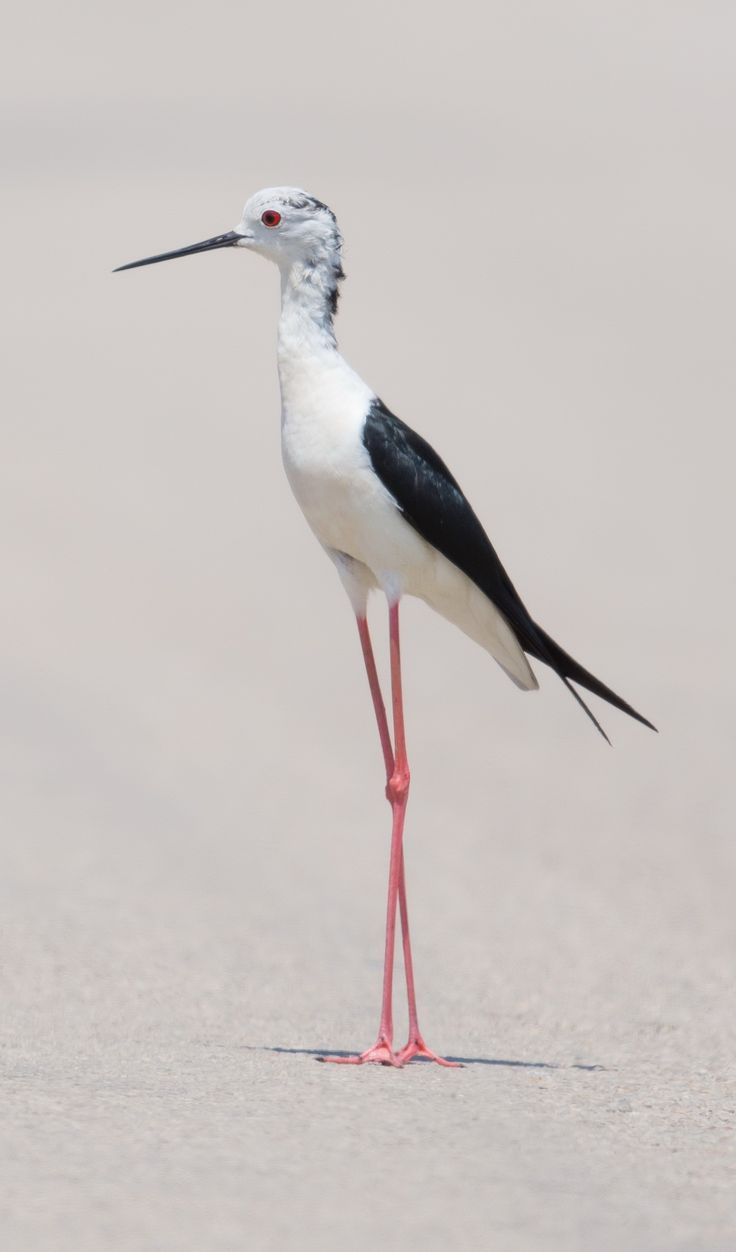 a black and white bird standing in the sand