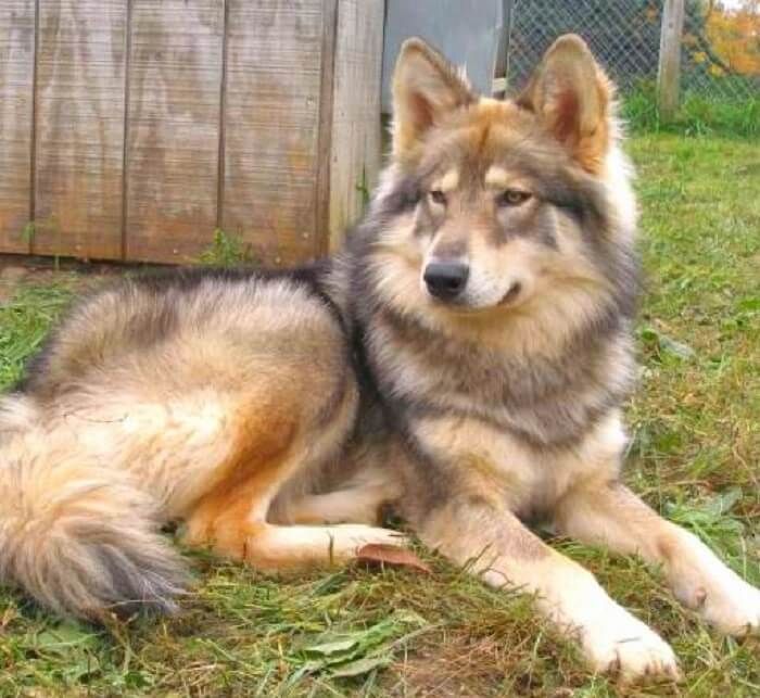 a brown and black dog laying on top of grass next to a wooden fence,