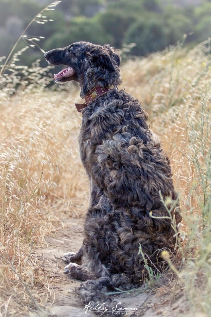 a large black dog sitting on top of a dirt road next to tall dry grass