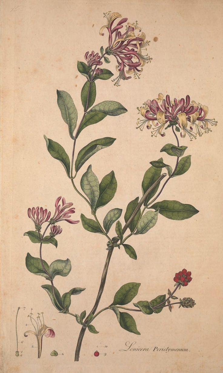 an antique botanical print of flowers and leaves