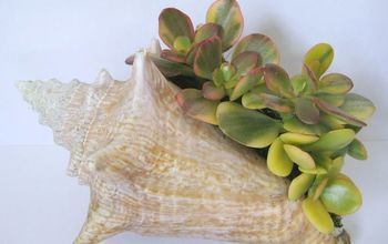 a close up of a sea shell with succulents growing out of it