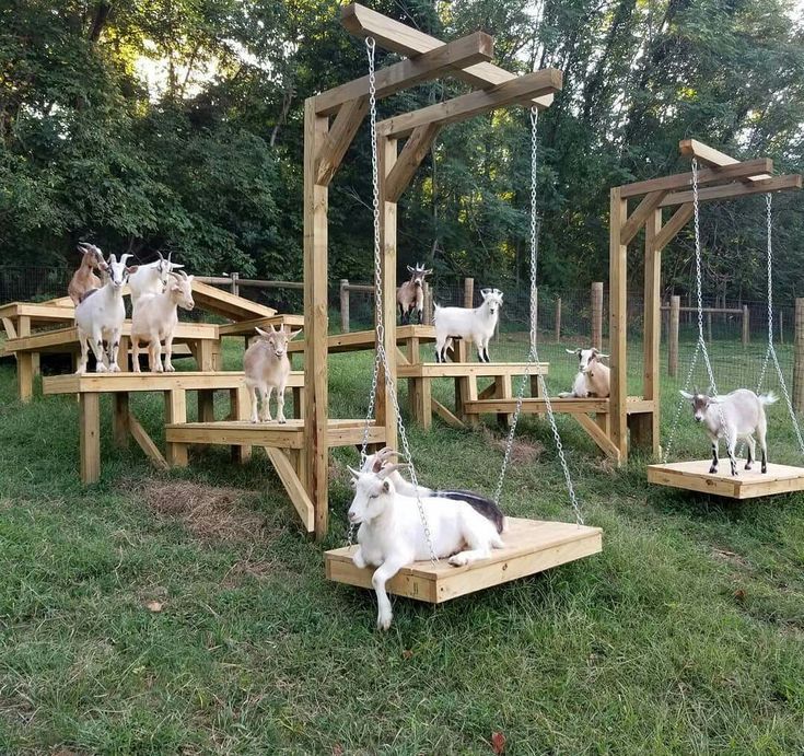 several goats are playing on wooden swings in the grass, while one dog is laying down