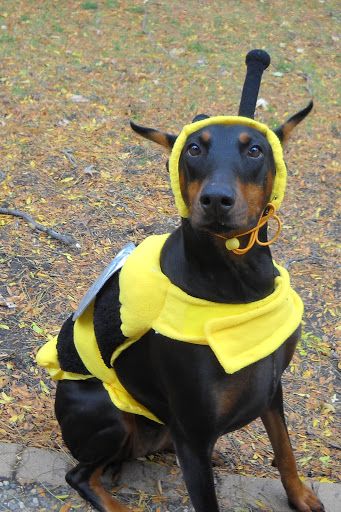 a black and brown dog wearing a yellow bee costume sitting on top of a sidewalk