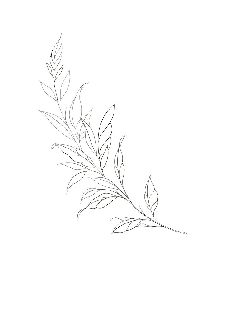 a line drawing of a leaf on a white background