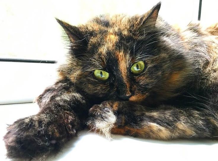 a cat with green eyes laying down on the floor looking at the camera while it's paw is stretched out