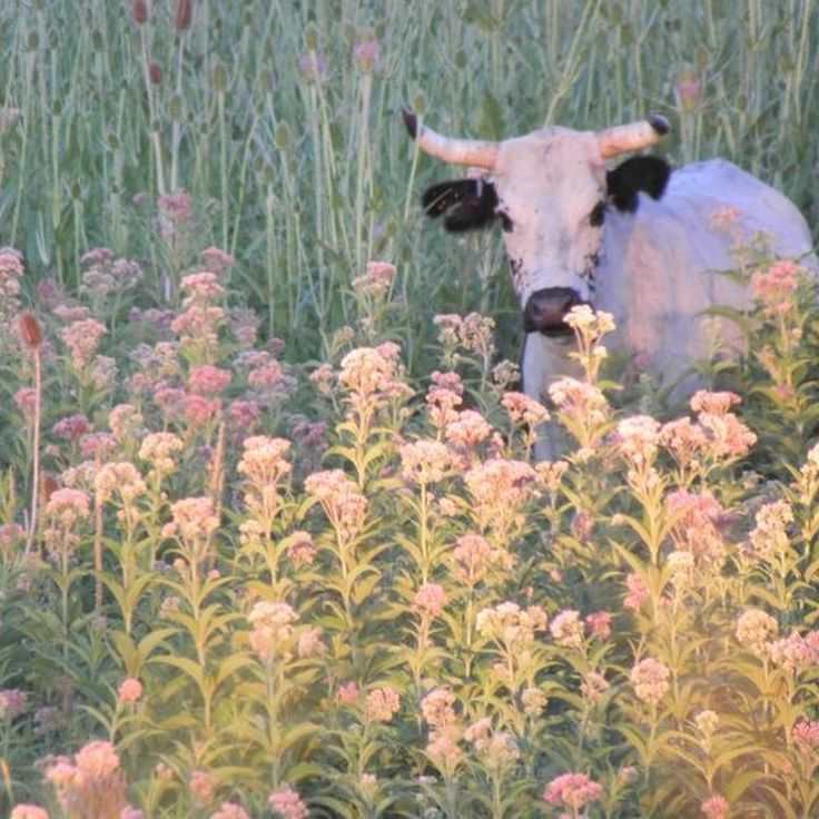 a cow standing in the middle of a field with tall grass and wildflowers