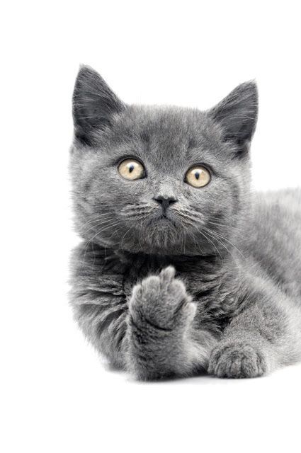 a grey kitten looking at the camera with its paw on it's chest stock photo