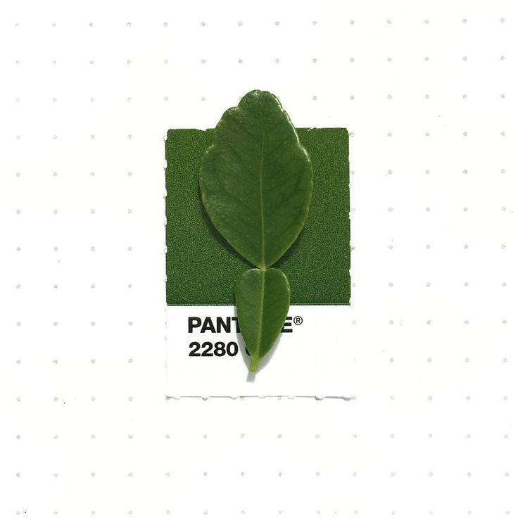 a green leaf is placed on top of a white square with the word pantone