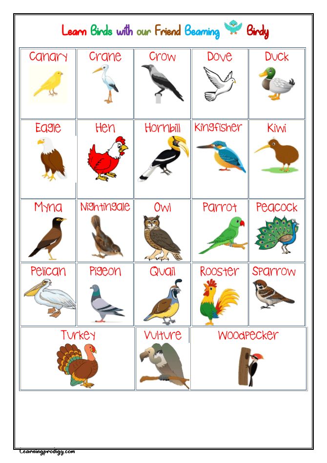 a printable game with different types of birds