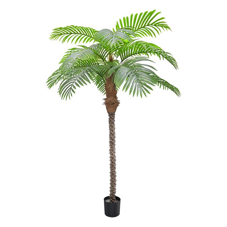 a palm tree in a black pot on a white background