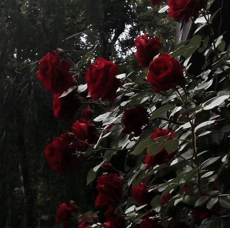 red roses are growing on the branches of a tree in front of some tall trees