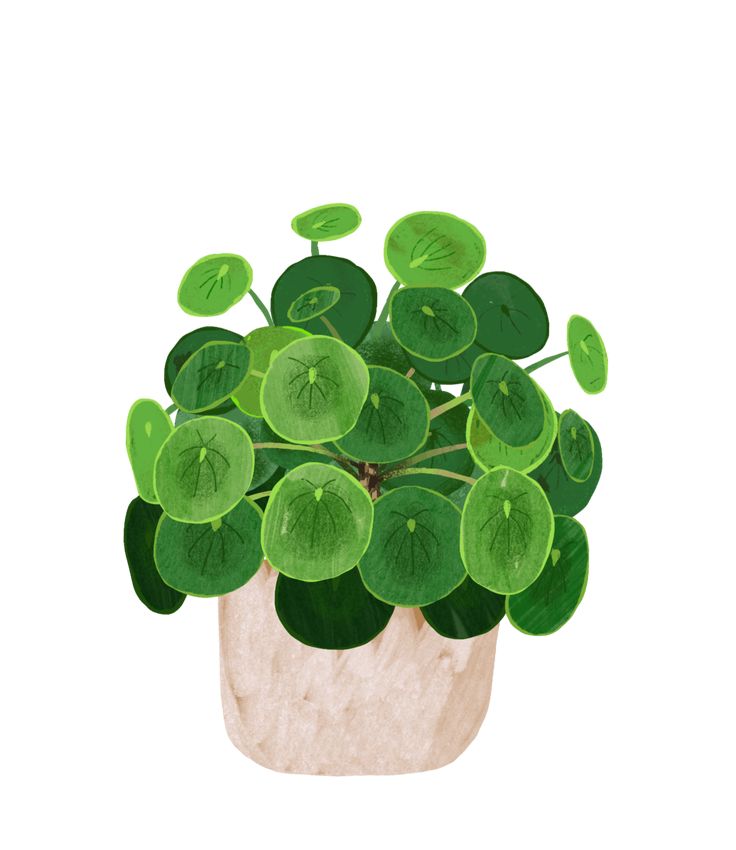 a potted plant with green leaves in it