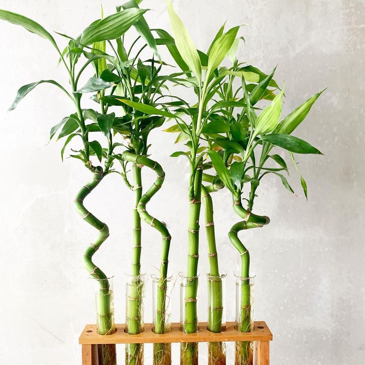 three bamboo plants in glass vases on a wooden stand