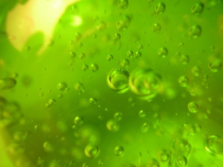 close up view of water droplets on green leaves