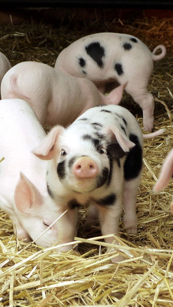 three small pigs are standing in the hay