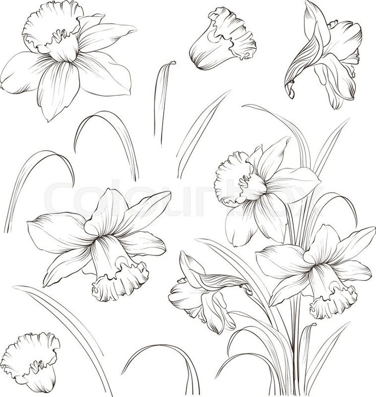 some flowers are drawn in pencil on a white paper with the words daffodils written below them