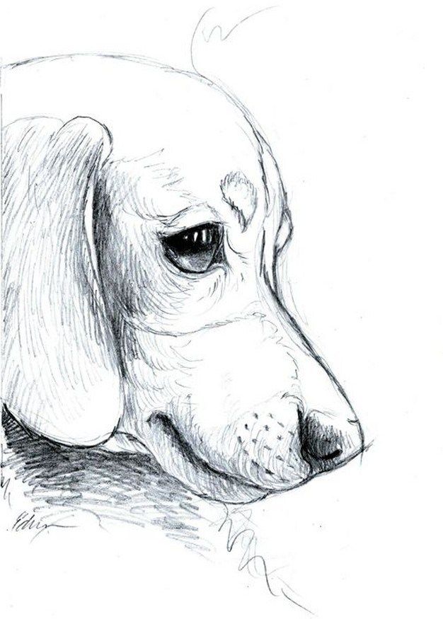 Pencil Sketch Drawing Easy Animals