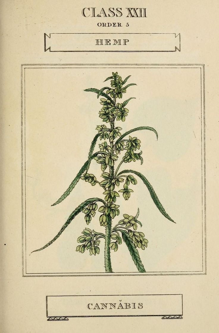 an old book with a drawing of a plant on it's cover, and the words class xxii under it