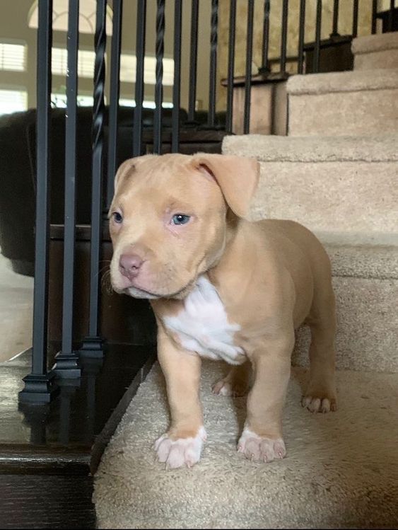 a brown and white puppy standing next to a stair case on top of a carpeted floor