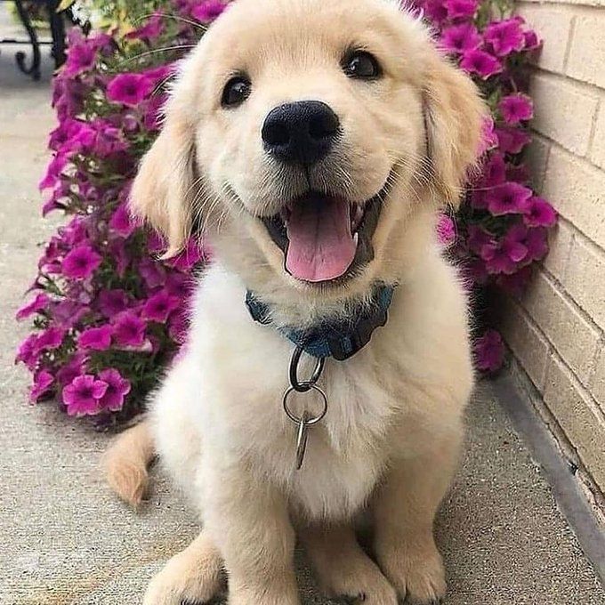 a dog is sitting in front of some purple flowers and looking up at the camera