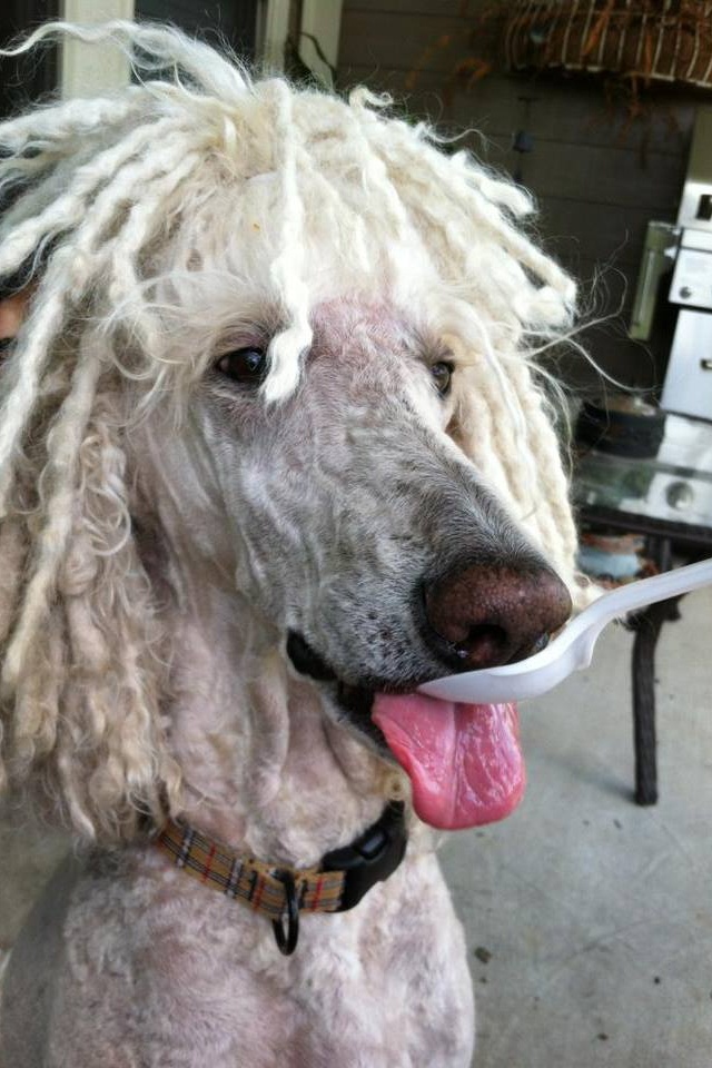 a white poodle with dreadlocks on it's head and tongue sticking out