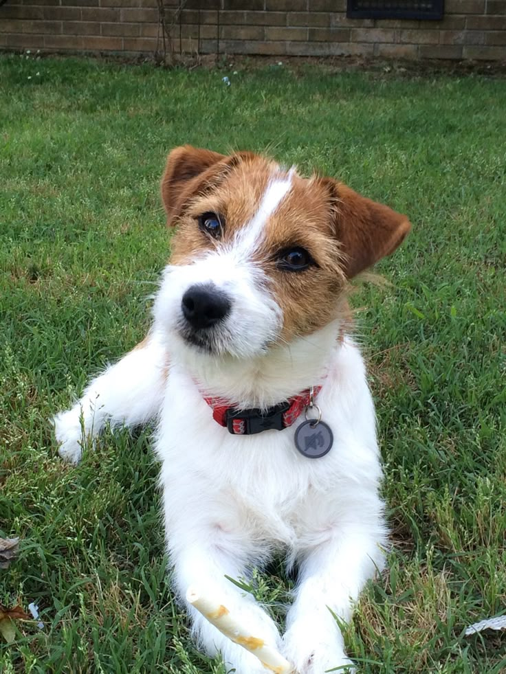 a brown and white dog laying in the grass