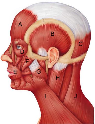 the muscles and their major structures are shown in this diagram, including the upper half of the head