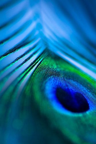 a close up view of a peacock's tail feathers