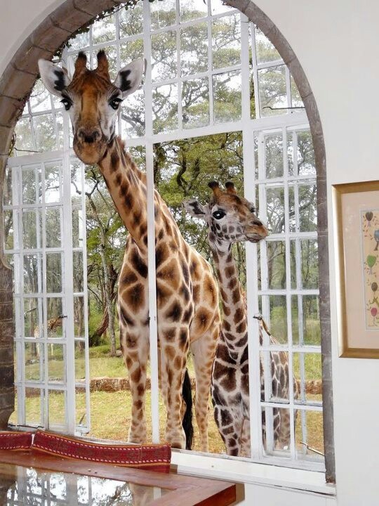 two giraffes are standing in front of an open window looking at the camera