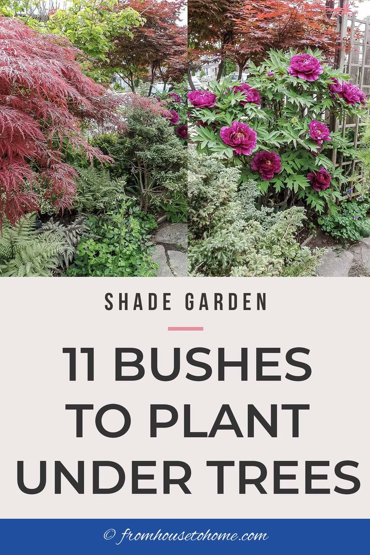 the words shade garden 11 bushes to plant under trees