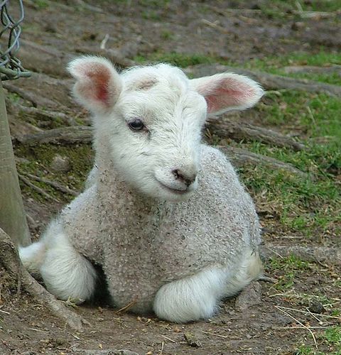 a baby lamb sitting next to a chain link fence on the grass and dirt ground