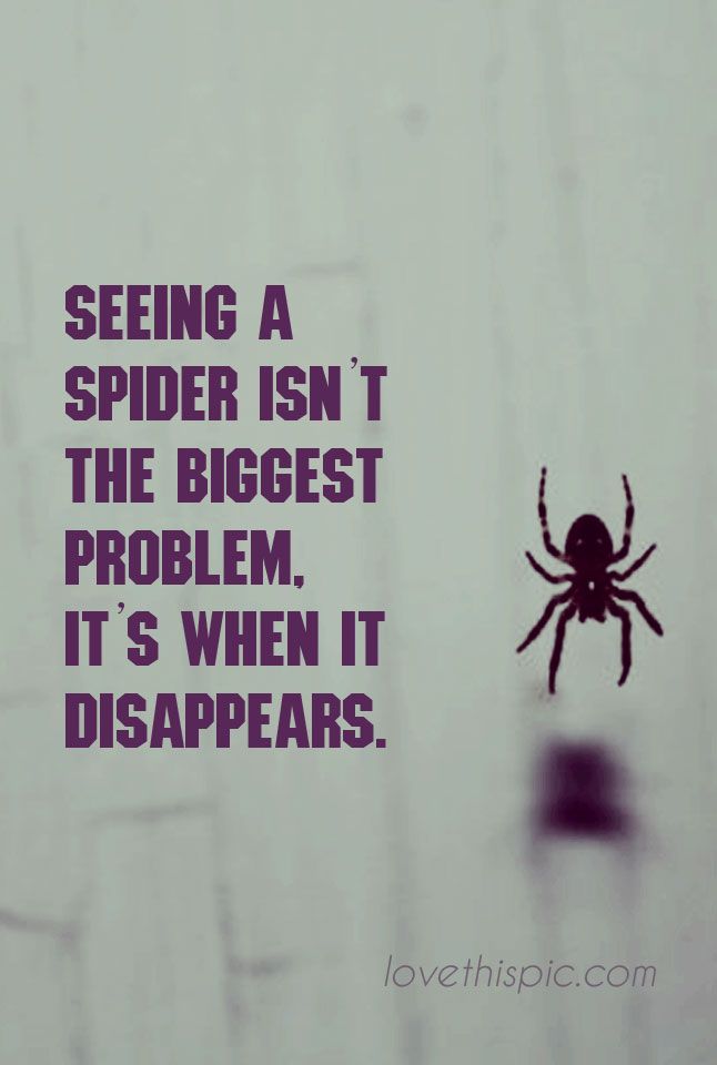 a spider is sitting on the wall and it's saying, seeing a spider isn't the biggest problem