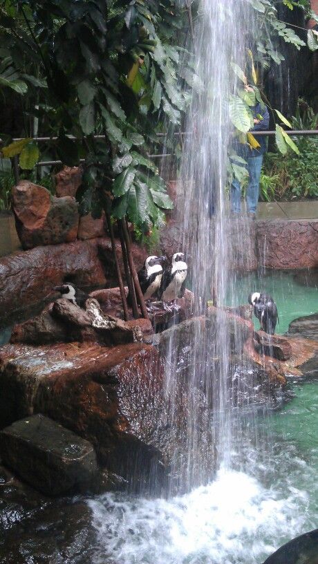 several birds are perched on the rocks near a waterfall in a zoo enclosure with water running down it