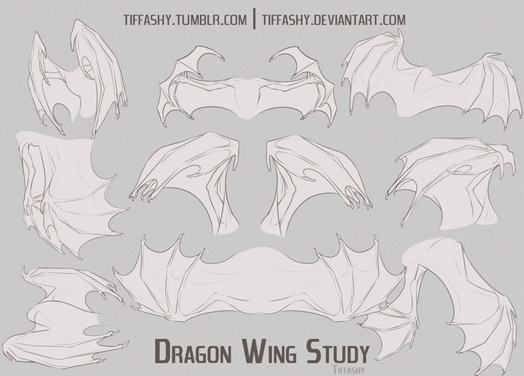 the dragon wing study sheet is shown in white and gray colors, with black outlines