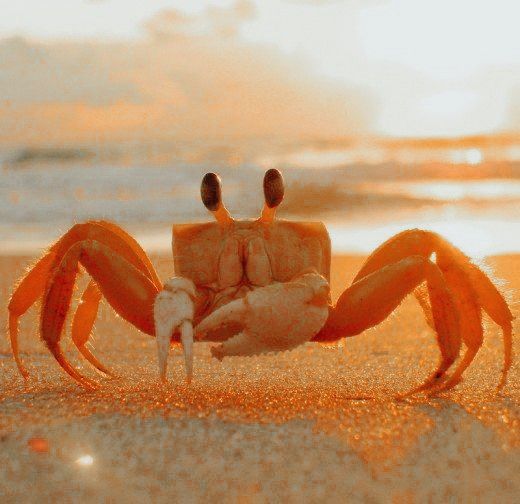 a close up of a crab on the beach