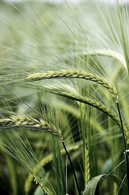 some green grass is in the middle of it's croppings and looks like they are ready to be harvested