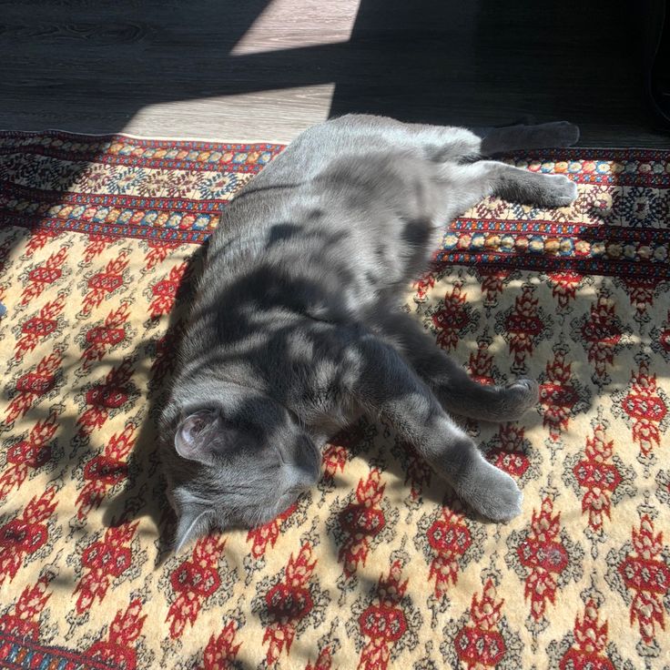 a gray cat laying on top of a rug