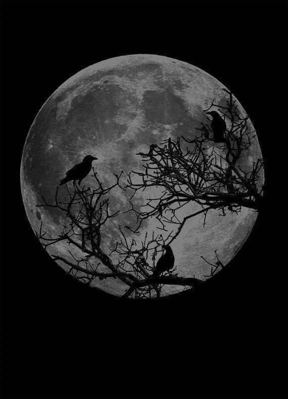 two birds are perched on the branches of a tree in front of a full moon