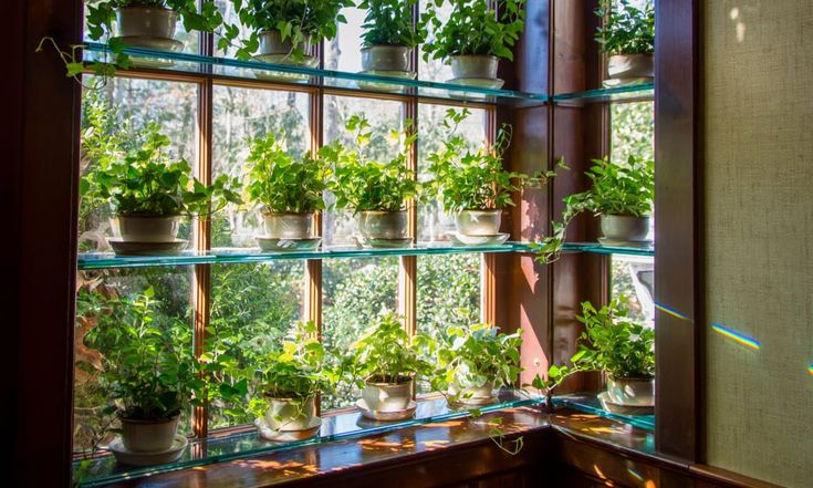 an indoor window filled with potted plants