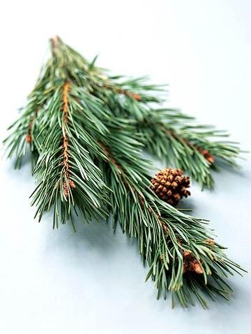 a pine branch with cones on it sitting on a white table top next to a small piece of wood