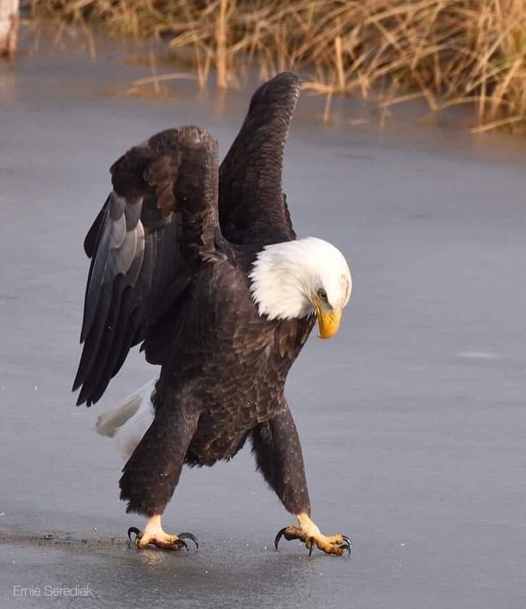 an eagle spreads its wings on the ice