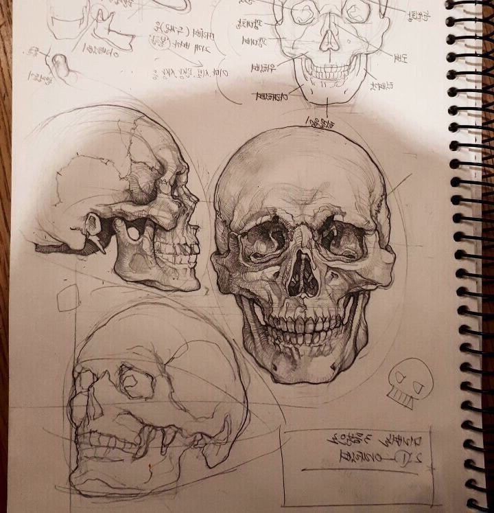 a drawing of three human skulls with different angles and facial features on them, all in various views