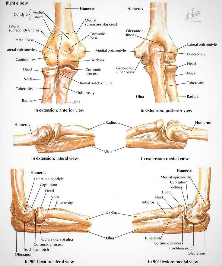 ✨ELBOW ANATOMY💪🦴✨ The elbow joint is a hinge that allows extension and flexion and pronation and supination of the forearm. Even though both the radius and ulna articulate with the condyles of the humerus, it is the close gripping of the humerus by the ulna's trochlear notch that forms the hinge and stabilizes the joint. ----- There are several ligaments attaches to the humerus and ulna, humerus and radius to further reinforce the stability of the joint. These ligaments include ANULAR LIGAMENT Elbow Anatomy, Upper Limb Anatomy, Skeletal System Anatomy, Arm Anatomy, Ulnar Nerve, Anatomy Bones, Skeleton Anatomy, Dog Anatomy, Human Body Anatomy